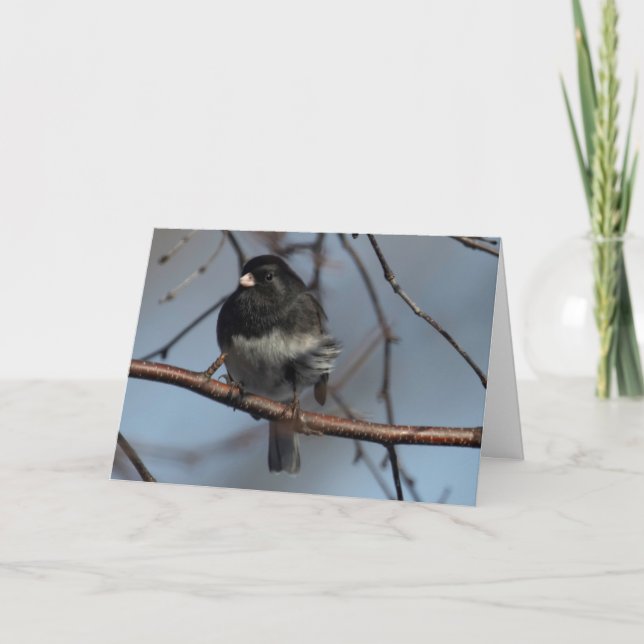 Cartão Silent Wonders blank inside greeting card Junco (Frente)