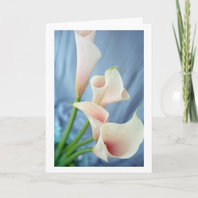 Cartão Silk Parade White Calla Lily Greeting Cards (Frente)