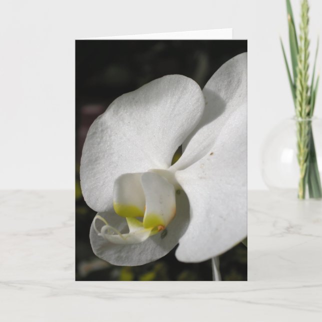 Cartão Silk White Orchid Greeting Card (Frente)