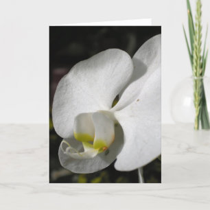 Cartão Silk White Orchid Greeting Card