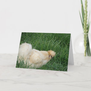 Cartão Silkie Rooster