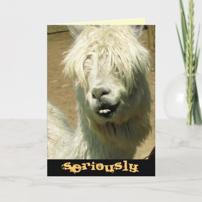 Cartão Silly Llama Birthday Card (Frente)