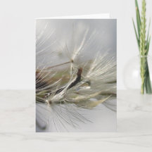 Silver Dandelion Poof Shimmers em Sol