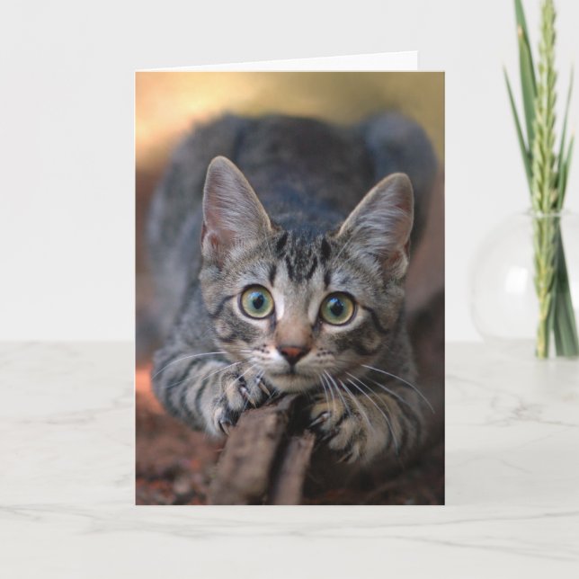 Cartão Silver Tabby Kitten Card (Frente)