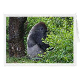 Cartão Silverback