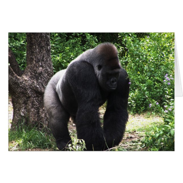 Cartão Silverback Male Gorilla caminhando de cabeça para  (Frente horizontal)
