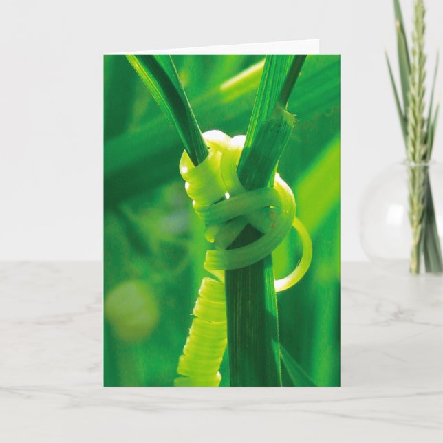 Cartão Sim Você Pode! Trepadeira de Gavinhas Rosie, a Reb (Frente)