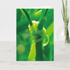 Cartão Sim Você Pode! Trepadeira de Gavinhas Rosie, a Reb