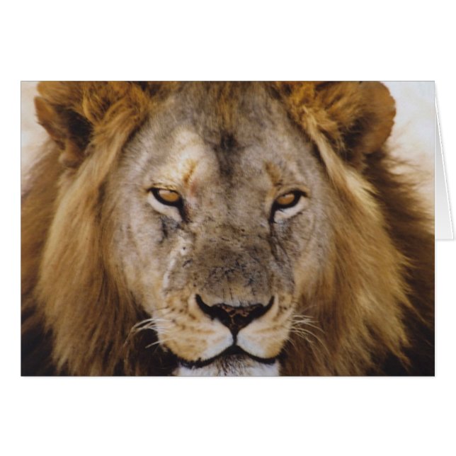 Cartão Simba - Serengeti orgulhosos (Frente Horizontal)