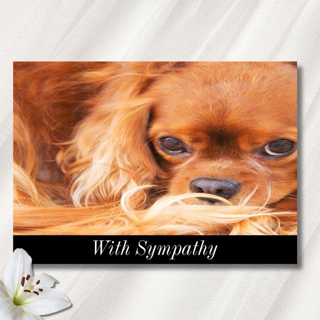 Cartão Simpatia Cavalier King Charles Spaniel doce  (Criador carregado)
