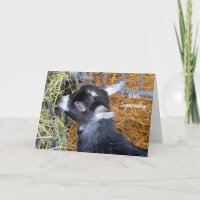 Simpatia de Baby Goat Hay