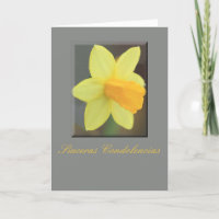 Simpatia Espanhola - Daffodil Amarelo