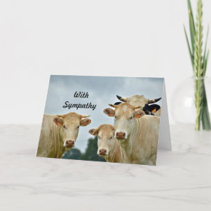 Cartão Simpatia Fotográfica das Vacas fazendas