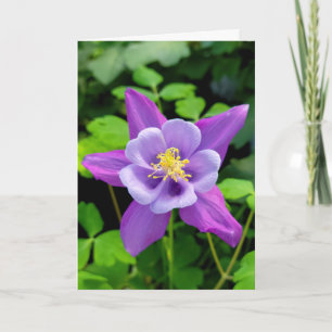 Cartão Simpatia Purple Columbine Flower