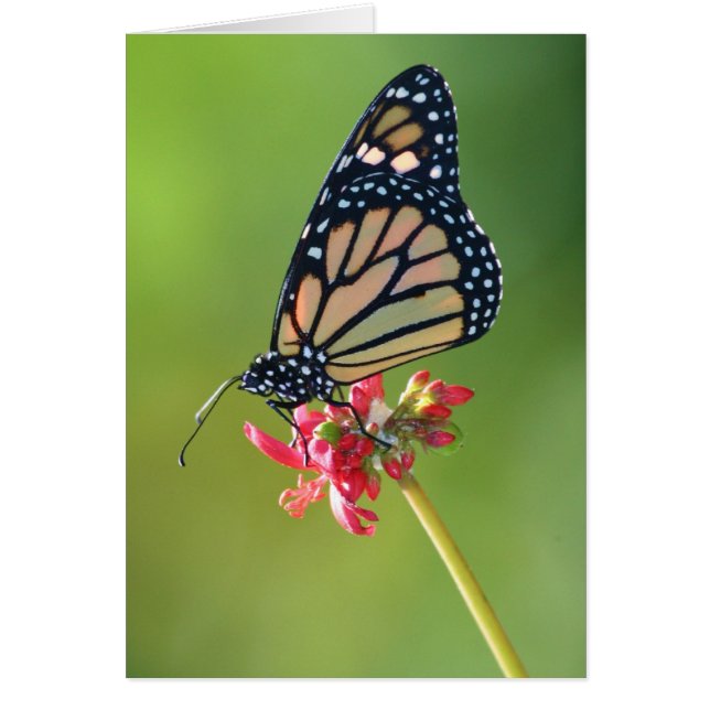 Cartão Simplicidade (Frente)