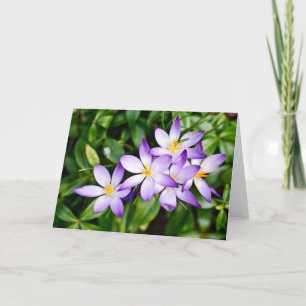 Cartão Sinais da placa de Primavera