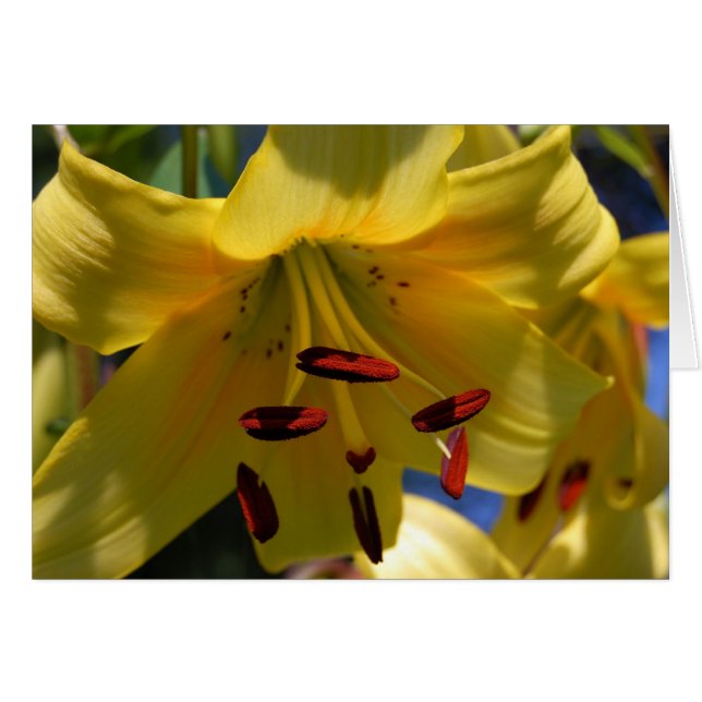 Cartão Sinfonia em amarelo (Frente Horizontal)