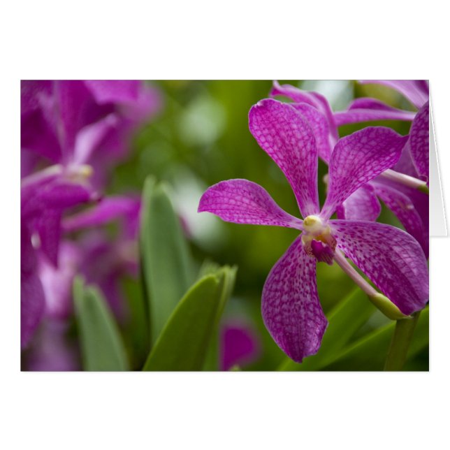 Cartão Singapura (Sânscrito para Lion City). Nacional (Frente Horizontal)