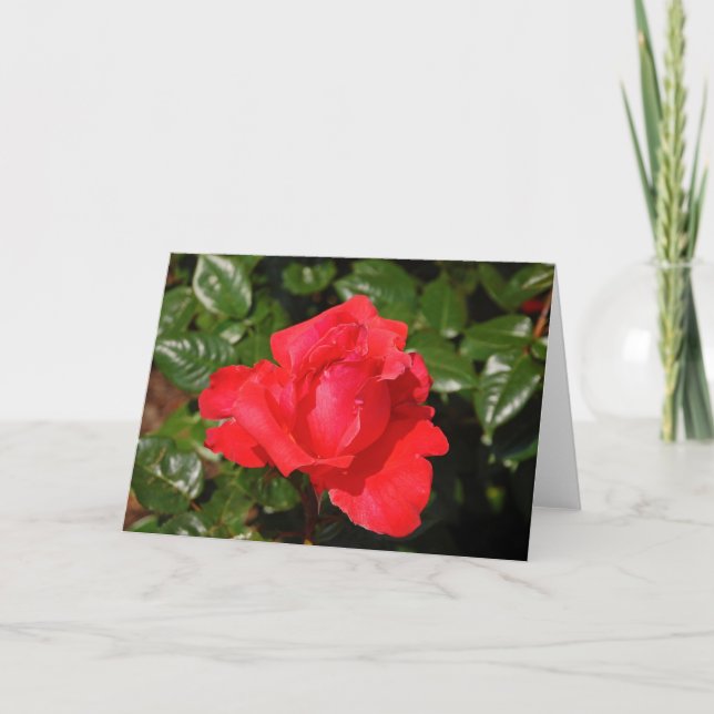 Cartão Single red rose greeting card (Frente)
