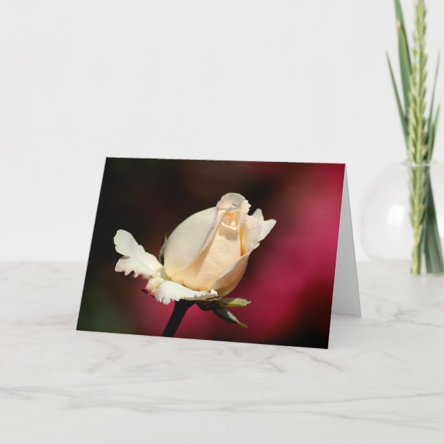 Cartão Single white rose greeting card (Frente)