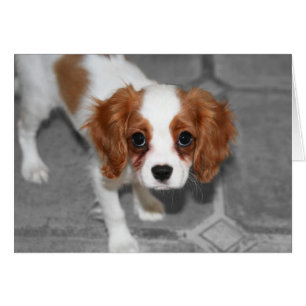 Cartão Sinta-se melhor cavaleiro Rei Charles Spaniel Card