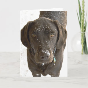 Cartão Sinto Muito Por Neve Sprinkled Chocolate Lab Foto