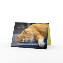 Sinto Sua Dor — Sinta Puro Fato Em Breve Gato Lara