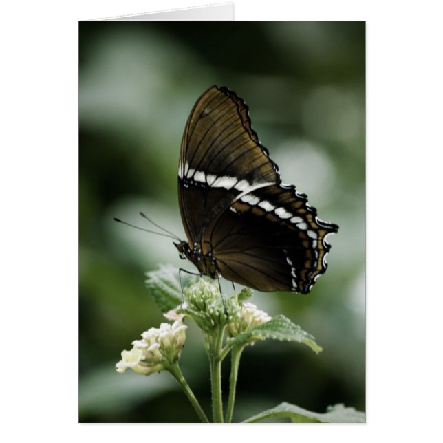 Cartão Siproeta (Frente)