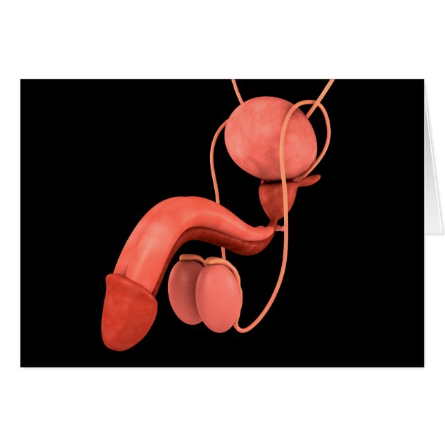 Cartão Sistema de Reprodução Masculina Humana 3 (Frente Horizontal)