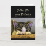 Cartão Sister can't Hide It's your Birthday Cute Kitten<br><div class="desc">Sister,  It's your Birthday and no you can't hide from it.   Have a Happy Birthday!   Cute scared looking kitten</div>