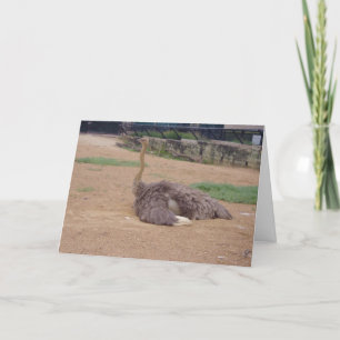 Cartão "Sitting Ostrich" Thank You Card