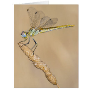 Cartão Skimmer Dragonfly Insect Female (CC BY 4.0)