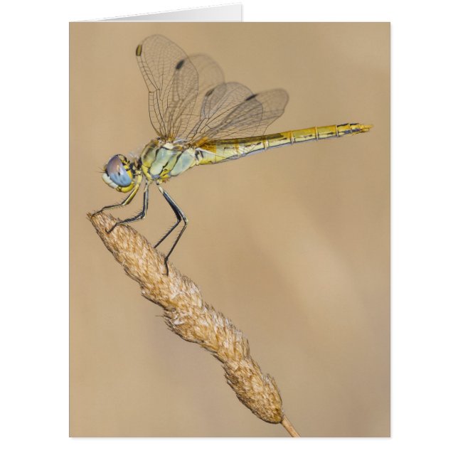 Cartão Skimmer Dragonfly Insect Female (CC BY 4.0) (Frente)