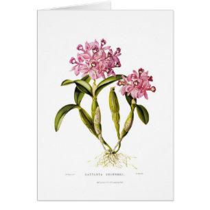 Cartão Skinneri de Cattleya