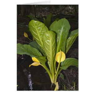 Cartão Skunk Cabbage - Placa