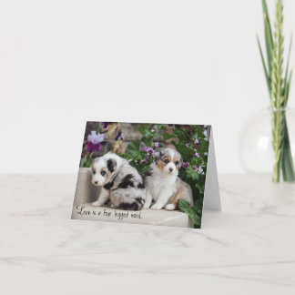 Cartão Sky Blue Aussis Notecard Puppies 1