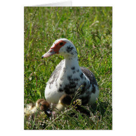 Cartão Sky e seus Ducklings