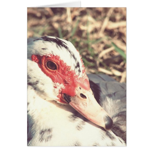 Cartão Sky Vintage (Frente)