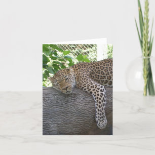 Cartão Sleeping Cheetah