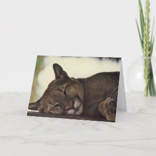 Cartão "Sleeping Couger" Wildlife Photo Greeting Card