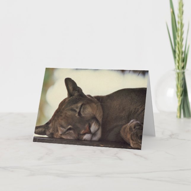 Cartão "Sleeping Couger" Wildlife Photo Greeting Card (Frente)