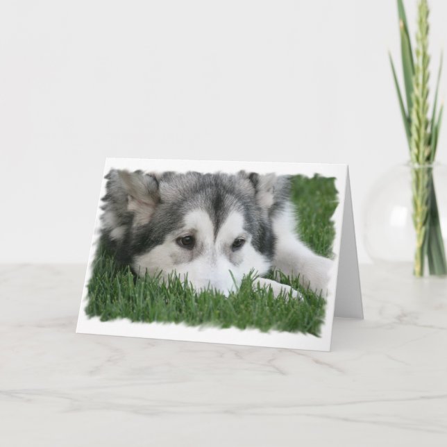Cartão Sleeping Husky Greeting Card (Frente)