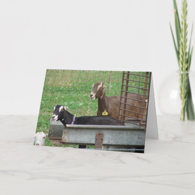 Cartão Sleeping in my Feeder (Frente)