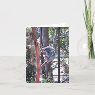 Cartão Sleeping Koala Bear ~ Notecard