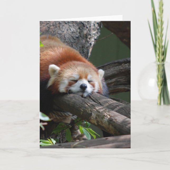 Cartão Sleeping Panda Bear  Greeting Card (Frente)