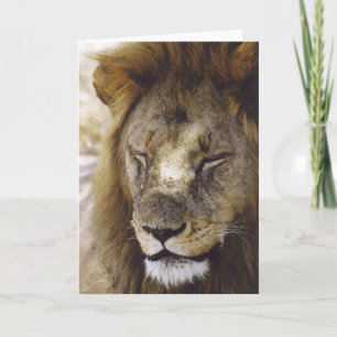 Cartão Sleeping Simba (Lion)