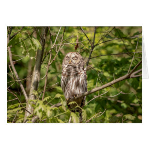Cartão Sleepy Barred Owl