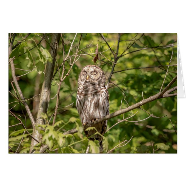 Cartão Sleepy Barred Owl (Frente Horizontal)