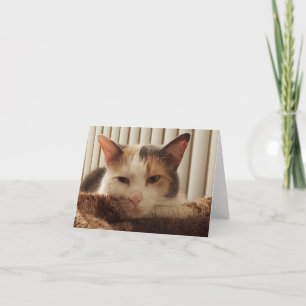 Cartão Sleepy Calico Cat