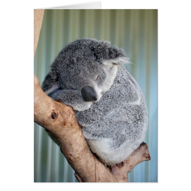 Cartão Sleepy Koala (Frente)